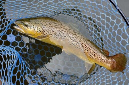 午後は絶好調！ ～岡崎トラウトポンド～